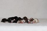 BERGER AUSTRALIEN PUPPIES 894